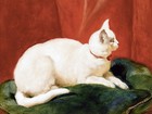 A WHITE CAT Tile Mural Kitchen Bathroom Wall Backsplash Marble Ceramic