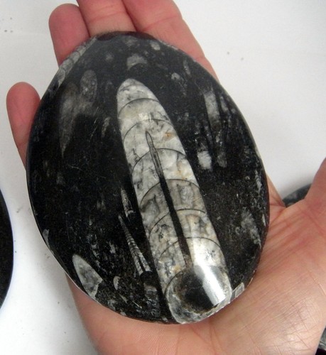 Grande Unico Orthoceras Palmare Cristallo Fossile Barchiopod 100 - 120mm Regalo - Picture 1 of 2