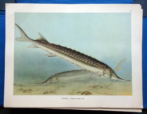 1949 Commercial Fish USSR Atlas Full Set Russian Soviet Books Giant Rare Part 2 - Picture 6 of 13