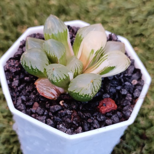 Haworthia Cooperi Mochi Gyokuro Variegated Succulent - Picture 6 of 8