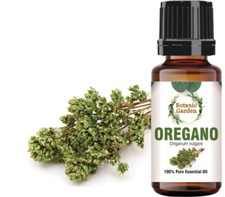 Oregano Or Origanum Vulgare Essential Oil For Bacterial Infections 100% Pure Oil