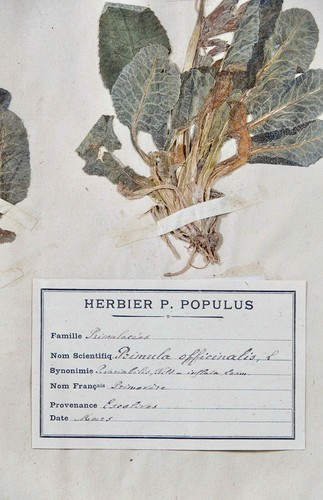 Botanique - Planche Herbier XIXe - Plantes séchées - Primulacées 13 - Imagen 4 de 5