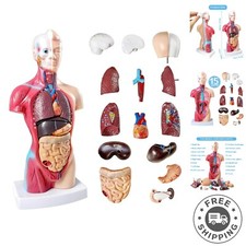 Interactive 10.5-Inch Human Anatomy Torso Model - Perfect for Learning