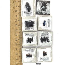 Carabidae sp., 19 ex., A1, Russia, L9780