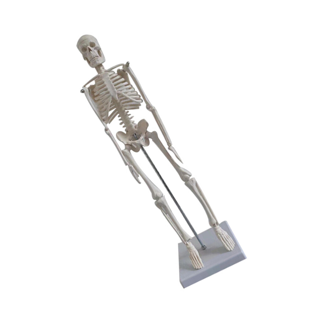 Figur Mini-Modell Des Menschlichen Skeletts Menschliches Skelettmodell