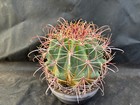 FEROCACTUS ACANTHODES VIVAIO IL GIARDINO DI MAYA CACTUS 316