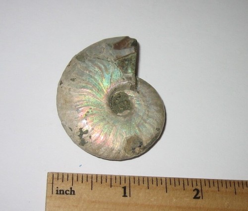 HERMOSO FÓSIL MARINO OCÉANO AMONITA OPALIZADA NATURAL 1.9" DE MADAGASCAR 29g *3 - Imagen 10 de 14