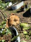 Brown Cotton Organic Gossypium 25 Seeds Gift Seeds w/Every Garden Order!