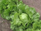 1000 GREAT LAKES LETTUCE Batavian ICEBERG Lactuca Sativa Vegetable Seeds *CombSH