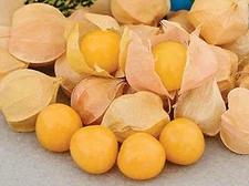 Tomato Tomatillo Aunt Molly    250 seeds