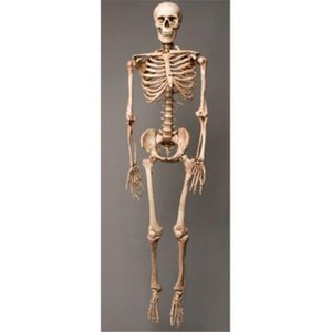 Skeletons-and-More-SM100DA-Aged-2nd-Class-Life-Size-Harvey-in-Skeleton