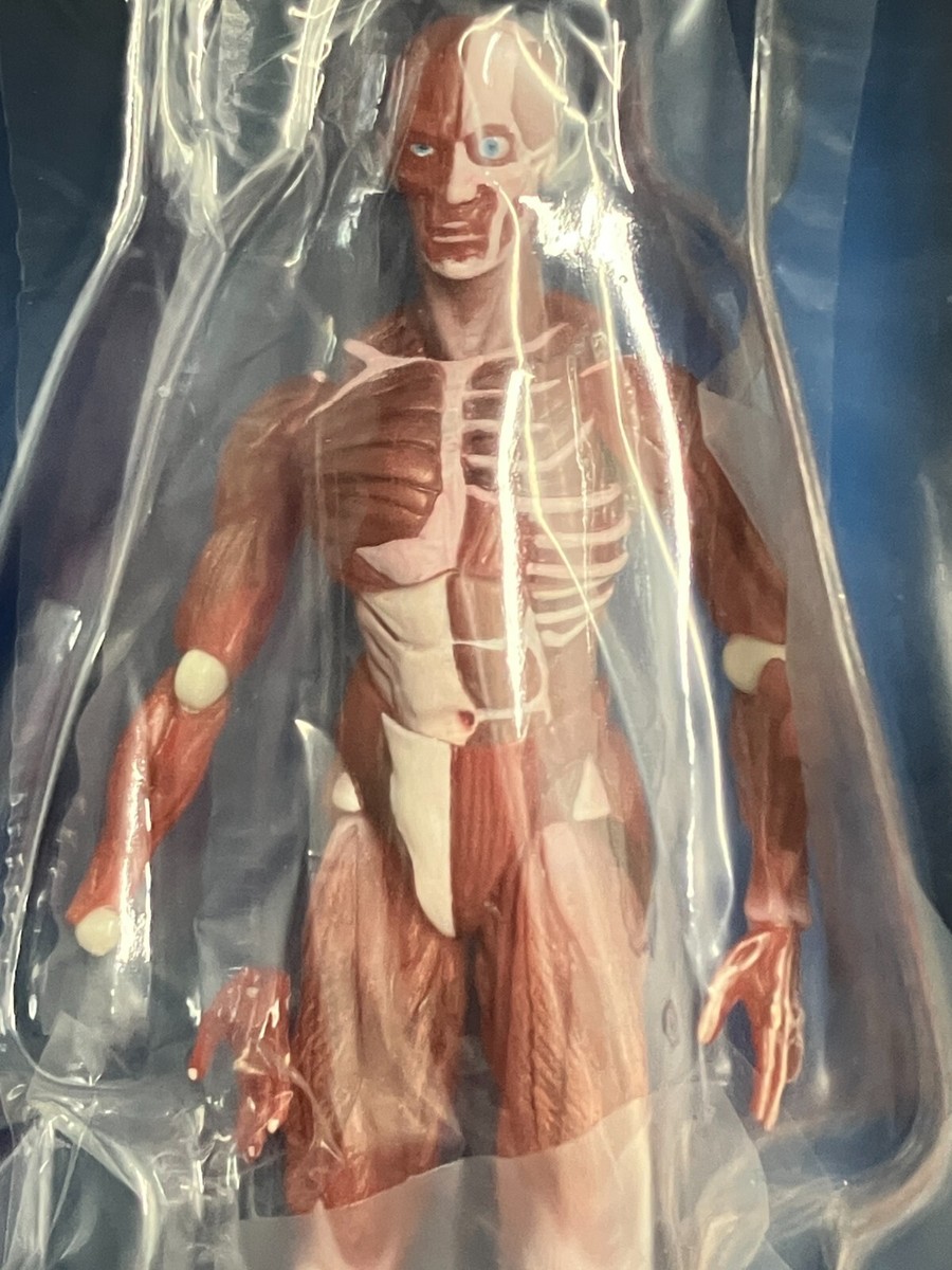Human Male Anatomical Models figma SP-142 Action Figure Max