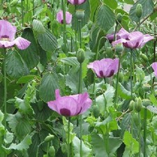 10,000 Import Hungarian Papever Somniferum Poppy Seeds For Planting 2025 Harvest