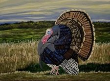 Wild Turkey Original Painting
