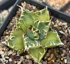 6.7cm Rare Cacti Agave titanota 'Magic Ball’ WYSIWYG ‘Marginata Aurea’ Sale