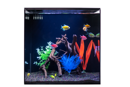 HelloReef GloFish All In One Aquarium Kit With Learning Guide - Picture 3 of 5