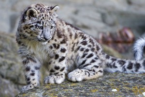 Framed Print Super Cute Snow Leopard Playing On The Rocks Picture Poster Art Ebay Framed Print Super Cute Snow Leopard Playing On The Rocks Picture Poster Art Ebay