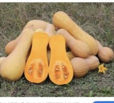 30 Butternut Squash Seeds - Organic - Non Gmo - Heirloom Seeds- Fresh