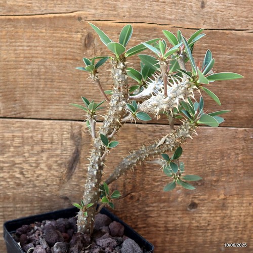 D4546 EUPHORBIA DURANII Topf 12-H24-B16 cm MaMa Kaktus - Bild 1 von 4