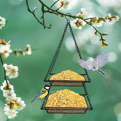 Plongez dans la beaut�� de la nature attirez les oiseaux et profitez de usine leurs ch