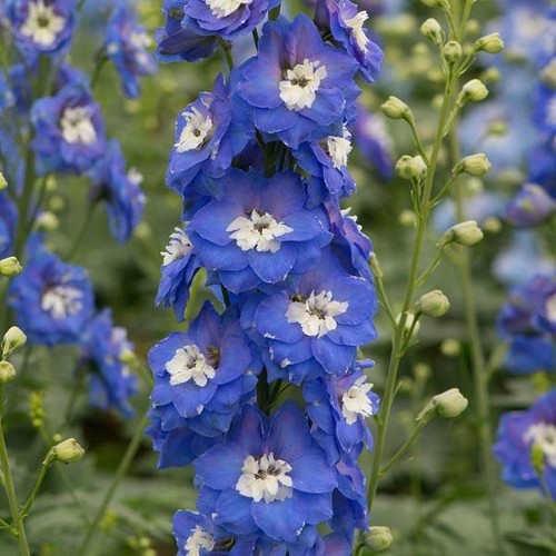 DELPHINIUM (Pacific Giants Summer Skies) - 20 seeds flower garden cold climate - Picture 4 of 4