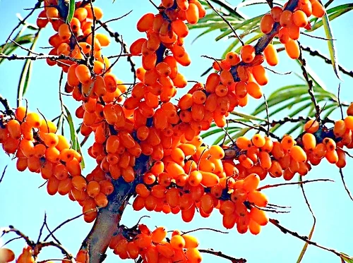 Sea Buckthorn "Seaberry" Tree Seeds (Hippophae Rhamnoides) Cold Hardy Fruit - Picture 7 of 14