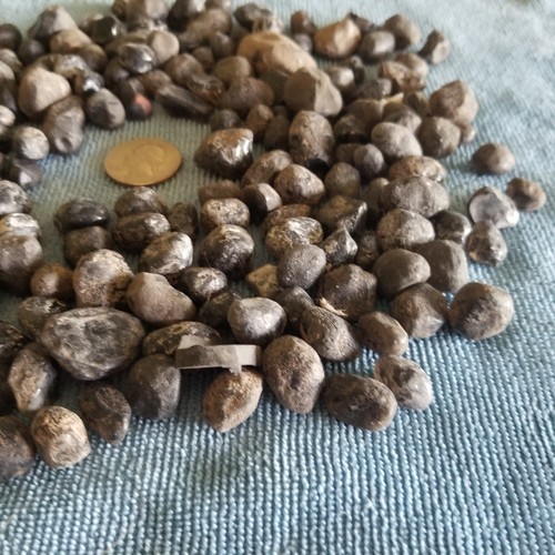 Raw Arizona Apache Tears Obsidian - Over 1 lb., 256 Grams+ Photos Actual Batch - Picture 8 of 10