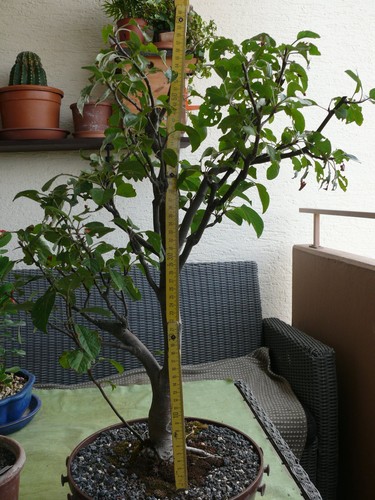 Bonsai Malus Spec - Zierapfel, Winterhart. - Bild 13 von 16