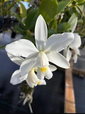 Cattleya Violacea Alba