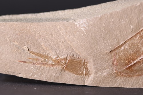 Dithyrocaris rolfei rare Positive-Negative Mississippian Montana MT COA 7151 - Picture 12 of 13