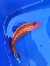 BEATIFUL KOHAKU KOI  RED 8  INCHES  APPROX. JUVENILE