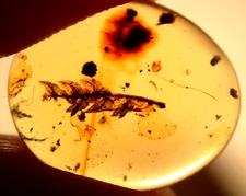 Cretaceous Plant Sprig Leaf in Burmite Amber Fossil Gemstone Dinosaur Age