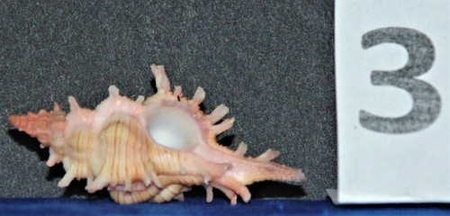 ONE (1) PENDANT MUREX SEA SHELL, CHICOREUS ACULEATUS, BEACH DECOR TROPICAL - Picture 4 of 5