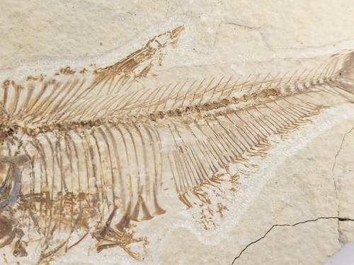 Diplomystus dentatus Fossil Fish - Split Layer - Green River Fm., Kemmerer, WY - Picture 6 of 9