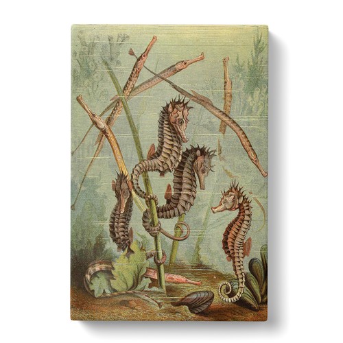 Vintage Natural History Seahorses & Pipefish Canvas Wall Art Print Framed Decor - Picture 3 of 7