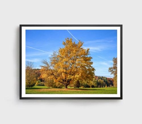 Forest & Trees Print, Sunset Wall Art, Forest Framed Nature Wall Art, Natural - Foto 3 di 5