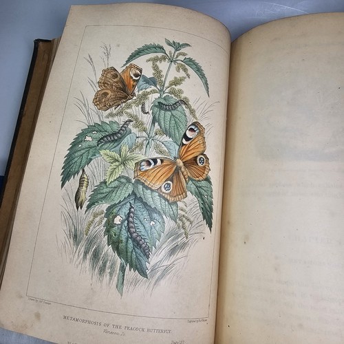 1870 The Universe Pouchet Antique Book Natural History Engravings Ex-library - Imagen 10 de 24