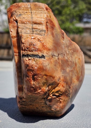 Arizona Rainbow Petrified Wood 3.8 lbs! Display! Agaitzed! Fossils! NE AZ - Picture 5 of 8