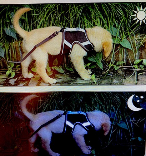 PATTEPOINT Malla a Prueba de Escape Gato o Cachorro Arnés Ajustable Caminar Chaqueta L  - Imagen 7 de 7