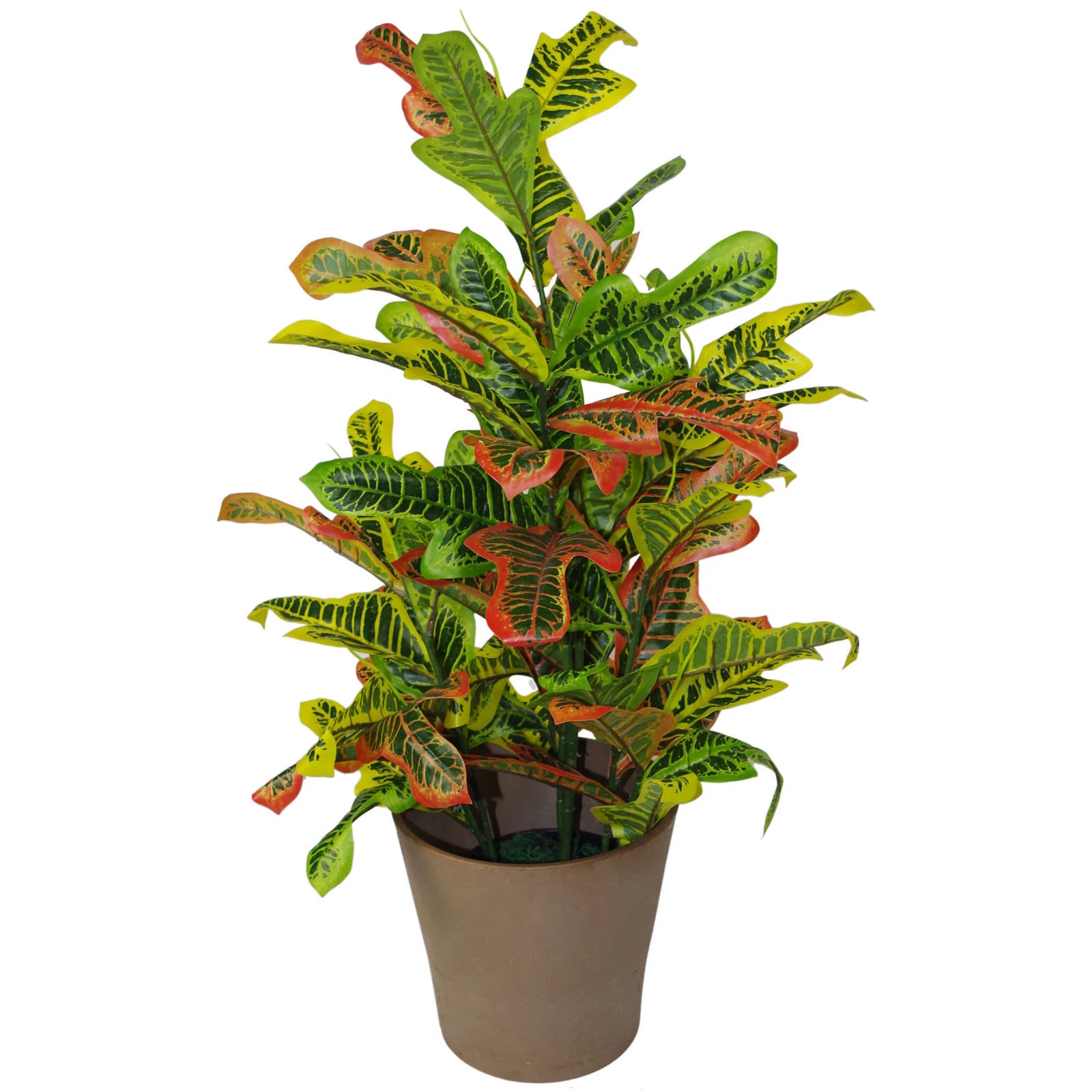 90cm Codiaeum - 7083