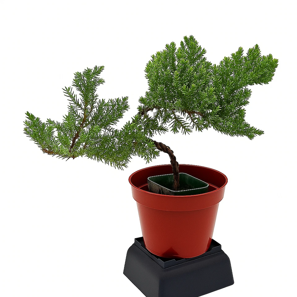 🌿Live Juniper Pre-Bonsai Tree🪾 ONE - 2.5+ Year Old Plant, Perfect Zen Gift - Image 3 of 4