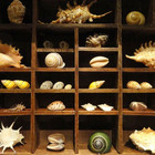 Cleo's Curiosity Collection