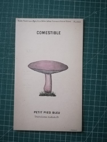 yv085 mycologie dessin champignon J Poirault circa 1910 petit Pied bleu - Imagen 1 de 2