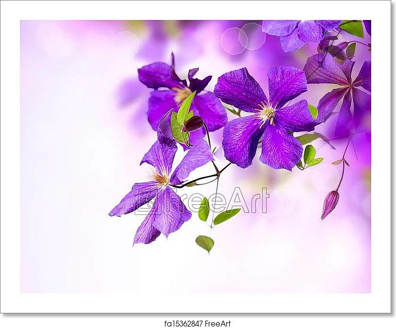 Clematis Flower. lila Art Canvas Print. Poster, Wall Art, Home Decor - I Clematis Flower. lila Art Canvas Print. Poster, Wall Art, Home Decor - I