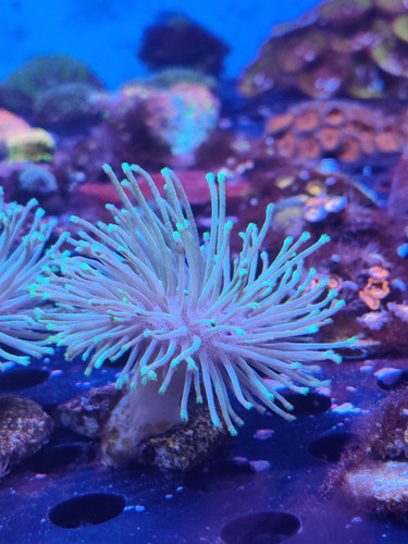 Weapon Willow Frags Soft Wysiwyg Frags Marine Coral - Picture 2 of 6