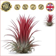 Elegant Tillandsia Ionantha Rubra - Easy Care Indoor Plant Gift for Any Occasion