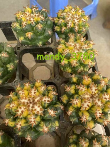 RareCactus Succulent plant Coryphantha elephantidens Variegated Plant 5-8cm - Picture 6 of 7