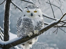 Digital Image Picture Photo Wallpaper Background Desktop Art Owl Bird