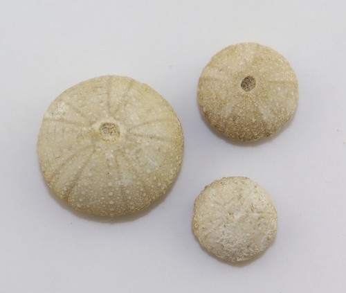 Seeigel, Orthopsis miliaris, Kreide, Santon, Charmant, Frankreich -L291 - Picture 1 of 6