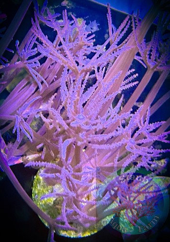 SAF~”WYSIWYG” Large Anthelia Coral Colony, Soft, LPS, SPS, Frag,live Coral